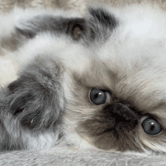 chaton Persan chocolate point ALINE Chatterie la cavalière TyKaz seal point