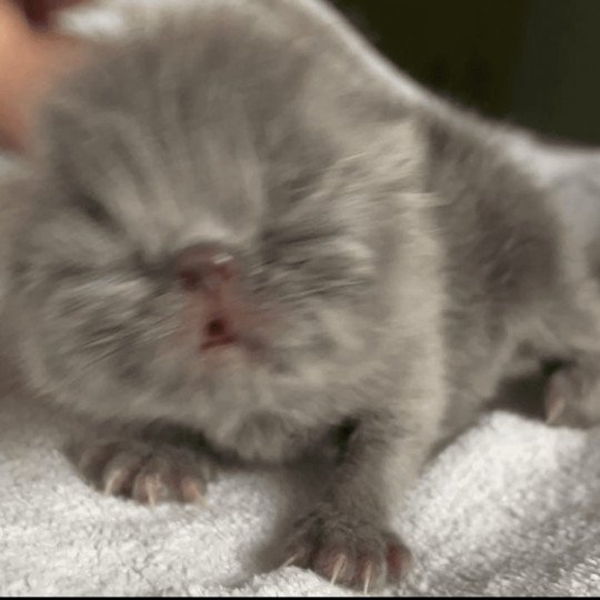 chaton Persan blue Chatterie la cavalière TyKaz blue 