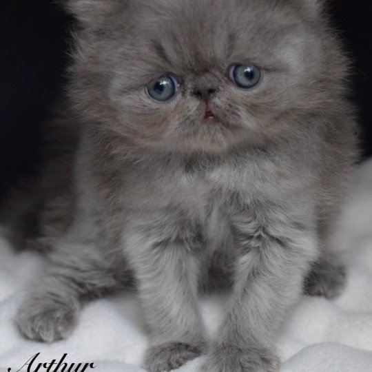 chaton Persan blue ARTHUR Chatterie la cavalière TyKaz blue 