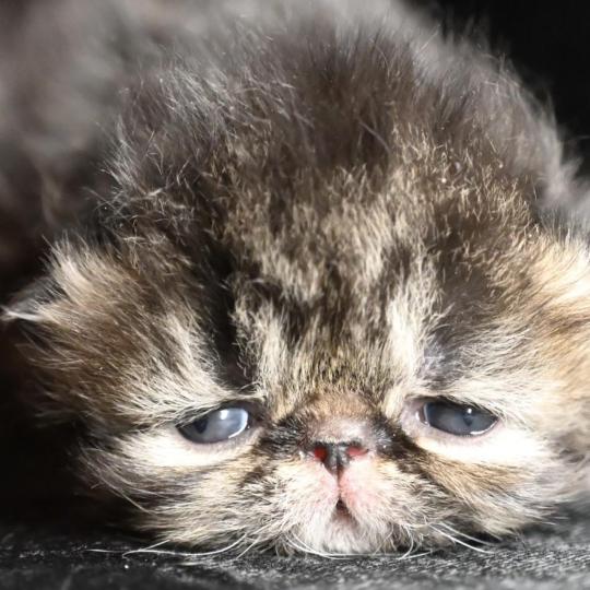 chaton Persan brown tabby Chatterie la cavalière TyKaz brown tabby