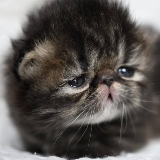 chaton Persan brown tabby BROWN F Chatterie la cavalière TyKaz brown tabby