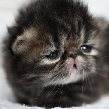 BROWN F la cavalière Tykaz Femelle Persan