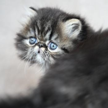 BACCARAT la cavalière Tykaz Femelle Persan