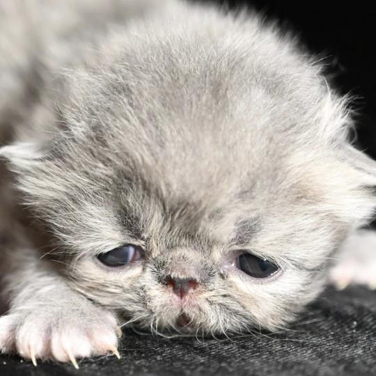 chaton Persan blue tabby Chatterie la cavalière TyKaz blue tabby