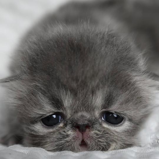 chaton Persan blue tabby BLUE F Chatterie la cavalière TyKaz blue tabby