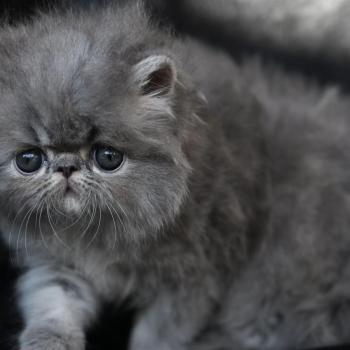 BYANCA la cavalière Tykaz Femelle Persan