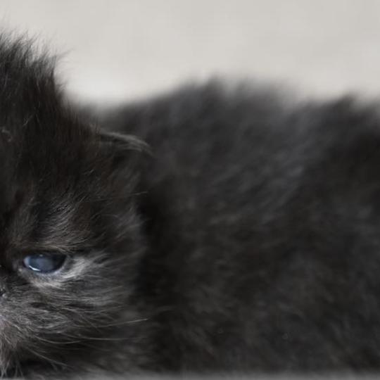 chaton Persan black Chatterie la cavalière TyKaz black 