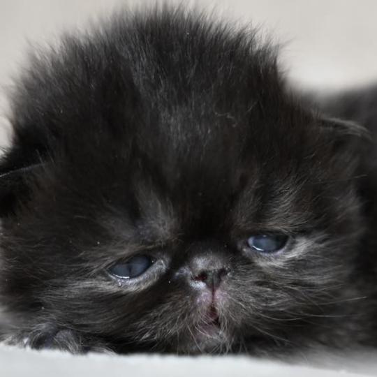chaton Persan black Chatterie la cavalière TyKaz black 