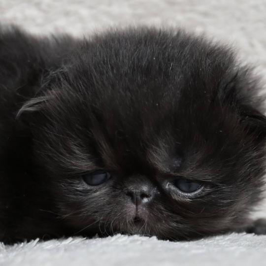 chaton Persan black BLACKGOLD Chatterie la cavalière TyKaz black 