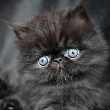 BLACKGOLD la cavalière Tykaz Mâle Persan