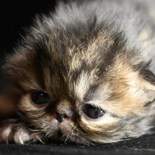 chaton Persan brown tabby Chatterie la cavalière TyKaz brown tabby