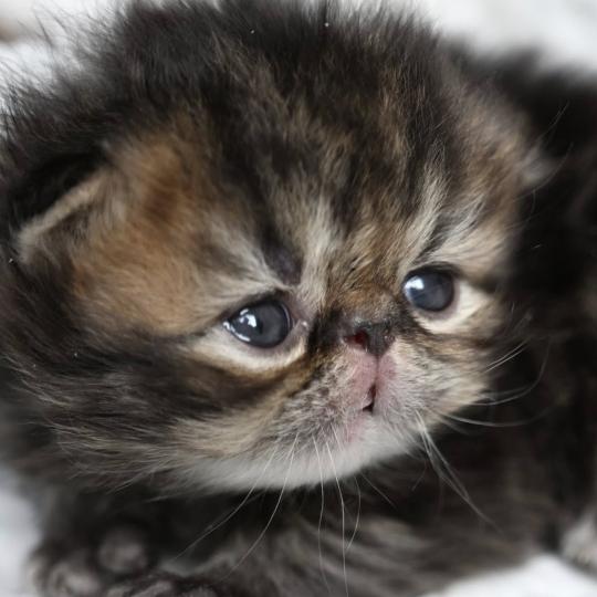 chaton Persan brown tabby BROWN M Chatterie la cavalière TyKaz brown tabby