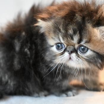 BROWN M la cavalière Tykaz Mâle Persan