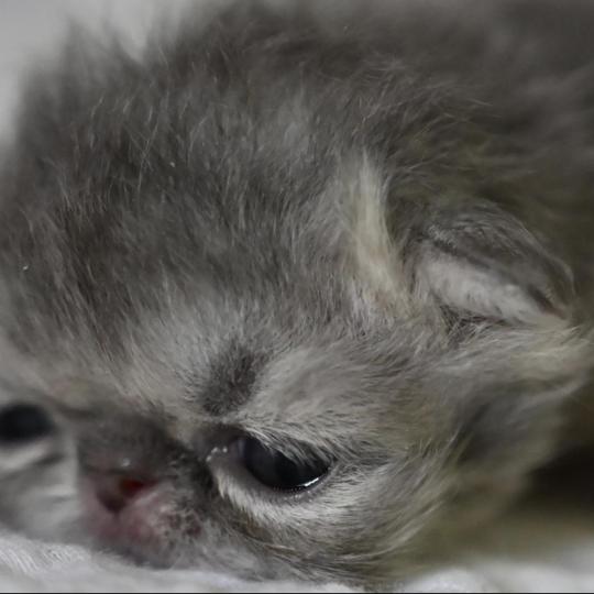 chaton Persan blue tabby Chatterie la cavalière TyKaz blue tabby