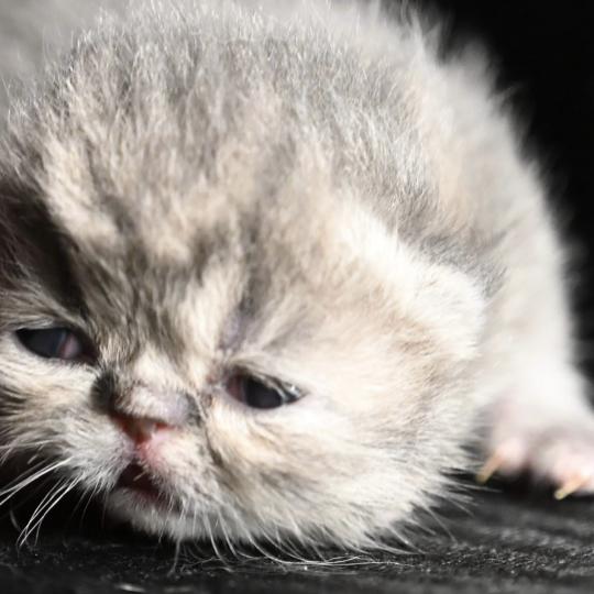 chaton Exotic Shorthair blue tabby Chatterie la cavalière TyKaz blue tabby