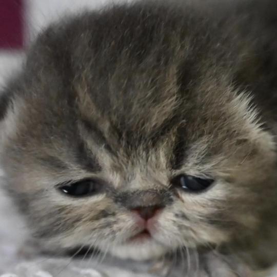 chaton Exotic Shorthair blue tabby BLUE 3 Chatterie la cavalière TyKaz blue tabby