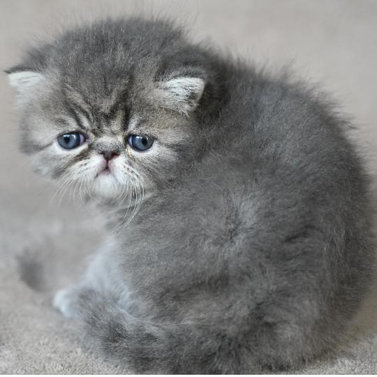 chaton Exotic Shorthair blue tabby BLUE 3 Chatterie la cavalière TyKaz blue tabby