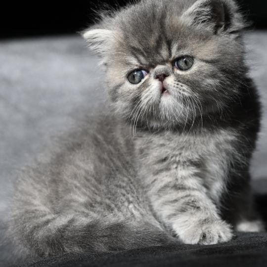 chaton Exotic Shorthair blue tabby BLUE 3 Chatterie la cavalière TyKaz blue tabby