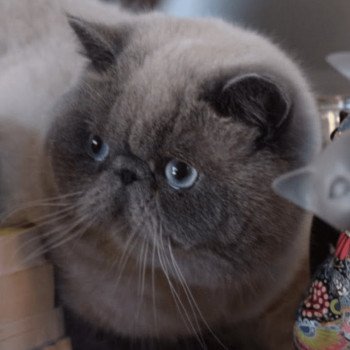 U'RAFFAELLO la cavalière Tykaz Mâle Exotic Shorthair