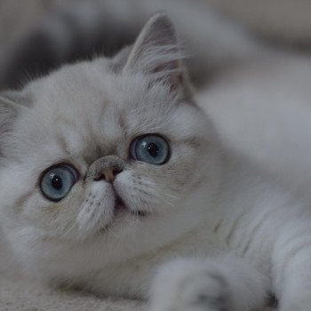 VAHINÉ la cavalière Tykaz Femelle Exotic Shorthair