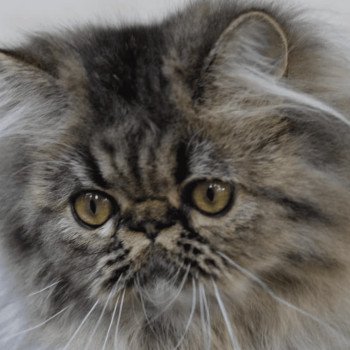 URSULA la cavalière Tykaz Femelle Persan