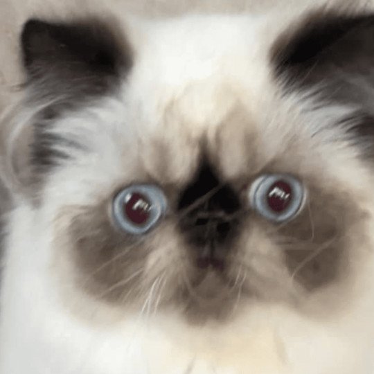 chat Persan ZABOU Chatterie la cavalière TyKaz seal point