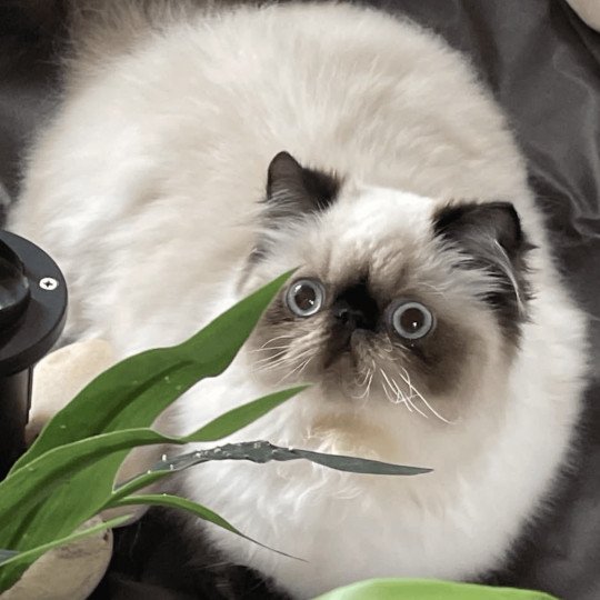 chat Persan seal point ZABOU Chatterie la cavalière TyKaz seal point