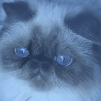 ZARA la cavalière Tykaz Femelle Persan