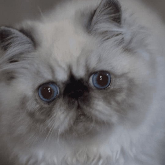 chat Persan ZIBELINE Chatterie la cavalière TyKaz seal smoke point