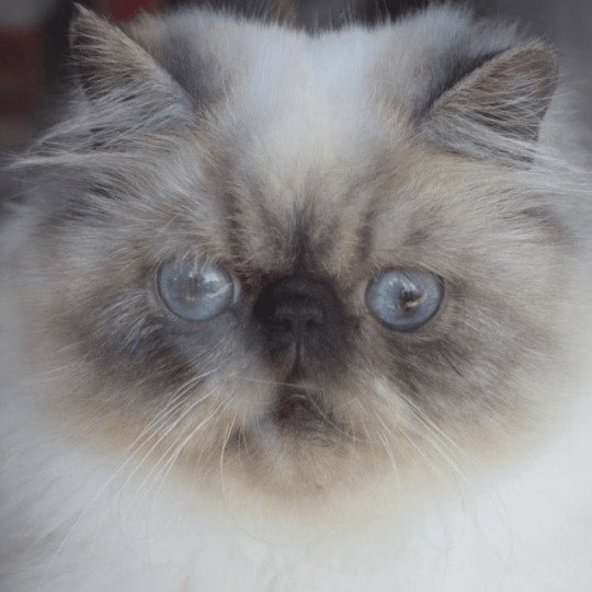 chat Persan seal smoke point ZIBELINE Chatterie la cavalière TyKaz seal smoke point