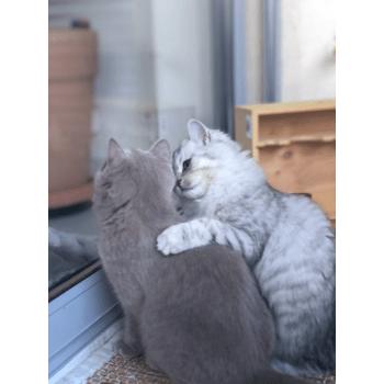 chat alpes maritimes