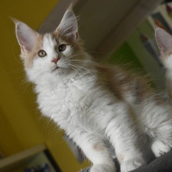 Tigrou de La Vaste Comté Mâle Maine coon