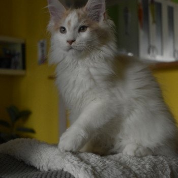 Ti'Toast de La Vaste Comté Mâle Maine coon