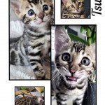 Tsuki Du Sultanat Bengal Femelle Bengal Tsuki Du Sultanat Bengal Femelle Bengal
