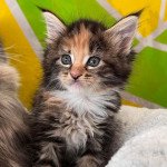 Ubel Femelle Maine coon Ubel Femelle Maine coon