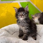 Ubellule polydactyle Femelle Maine coon Ubellule polydactyle Femelle Maine coon