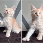 Ulix.polydactyle Mâle Maine coon Ulix.polydactyle Mâle Maine coon