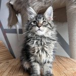 Ulyana Femelle Maine coon Ulyana Femelle Maine coon