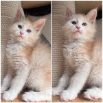 Upton Mâle Maine coon Upton Mâle Maine coon