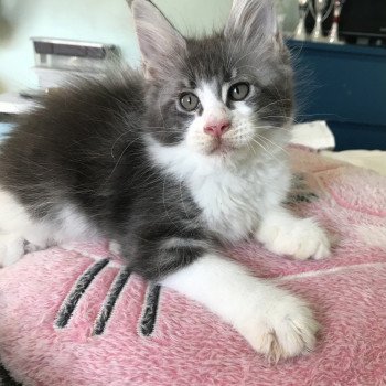 Patayan’s Shar Femelle Maine coon