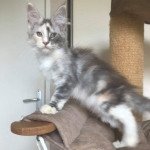 Patayan’s Sucette à l’anis Femelle Maine coon Patayan’s Sucette à l’anis Femelle Maine coon