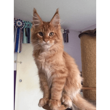 Chatterie Patayan S Elevage De Chat Maine Coon Chat Et Chaton Com