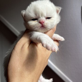 A.. Mâle British Longhair