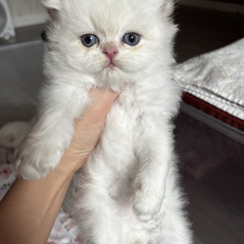 Axel Mâle British Longhair