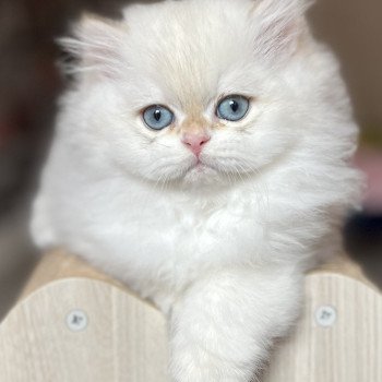 Axel Mâle British Longhair