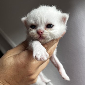 A…. Mâle British Longhair