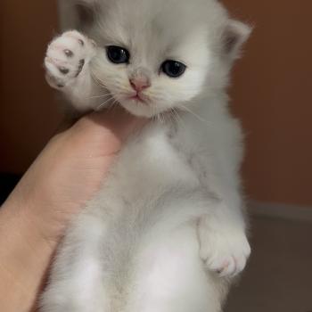 B.. Femelle British Longhair