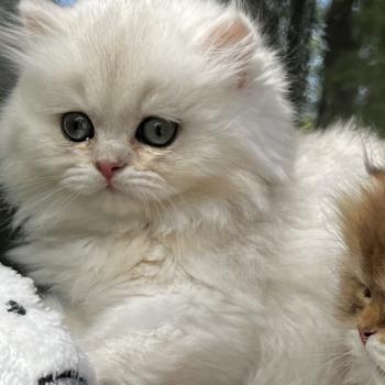 Bianca Femelle British Longhair