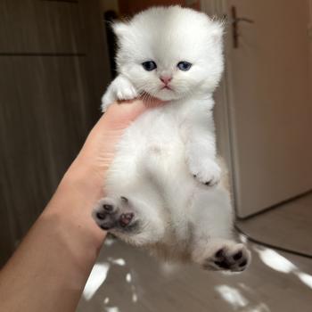 Bobby Mâle British Longhair
