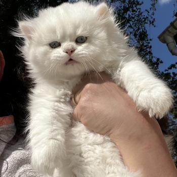 Bubble Mâle British Longhair